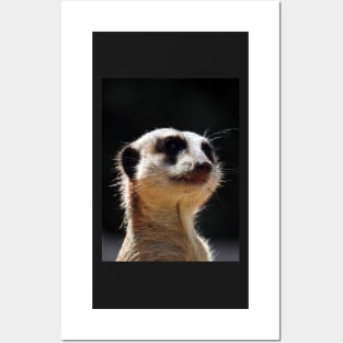 Meerkat Posters and Art